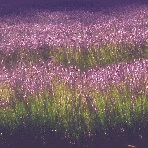 909zion - [FREE] Botanical SFX MiniKit cover